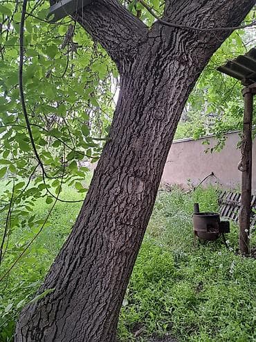 купить каштан дерево: Плодовое дерево (орех, взрослое) для пересадки/заготовки древесины. - — 1