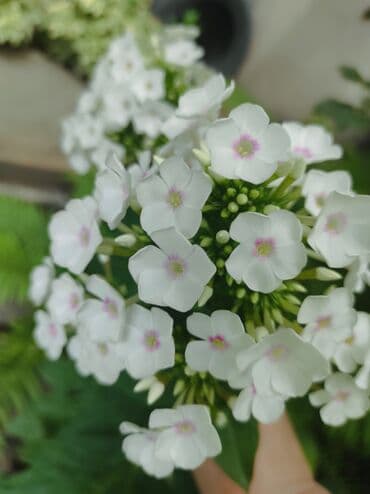 семена адениума купить: Көчөттөр гүлдүн: Флокстор — 9