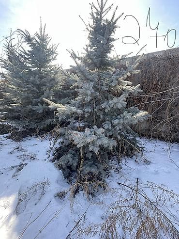 кант бетон: Саженцы деревьев: Ели — 1