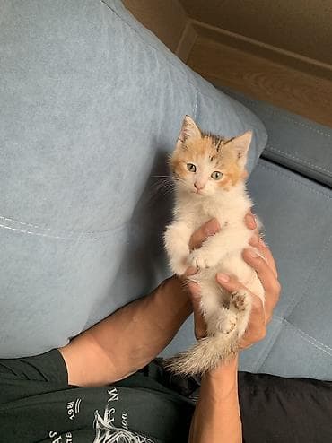 scottish fold: 1 месяц, Девочка, Приучена к лотку — 4
