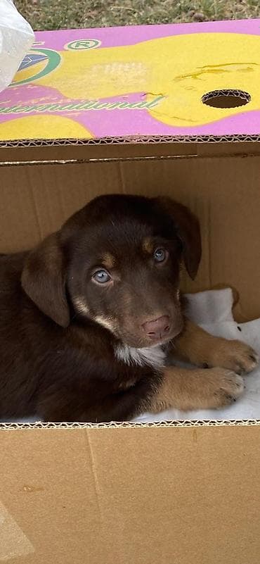 Вязка собак: Щенки смешанных пород Только ответственным и любящим собак людям! — 1