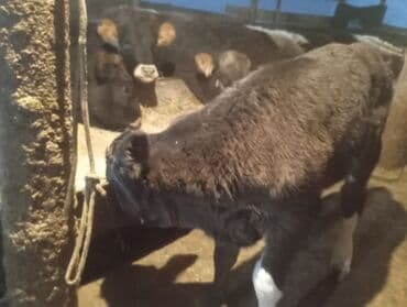 купить медогонку бу: Продаю | Бык (самец) | Для молока — 3