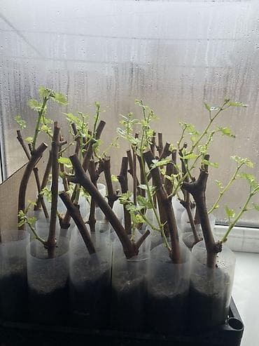Семена и саженцы: Оптовая цена 100 сом ‼️ Саженцы винограда из укоренённых черенков — 2