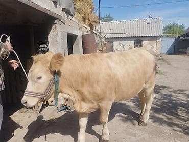 микро клевер: Продаю | Тёлка | На откорм — 1