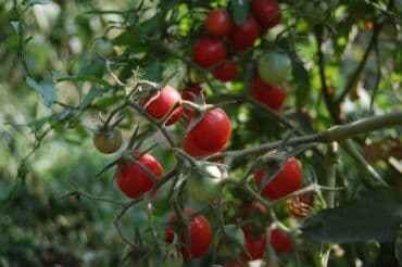 разнорабочий в бишкеке: Ищу бизнес партнера, инвестора, для выращивания овощей (открытый — 20