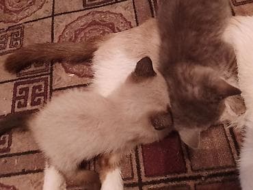 Мышыктар: Котята домашние, разноокрасные - Помёт от кошки с сиамским типом — 2
