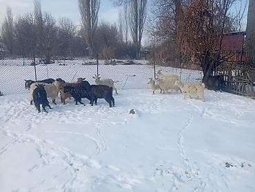 корова ош: Продаю | Коза (самка), Козлёнок | Полукровка | На забой, Для разведения, Для молока | Племенные, Котные — 4