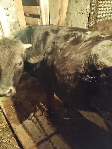 собака бульдог: Продаю | Бык (самец) | На откорм | Привязанные — 1