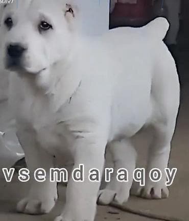 афганская борзая: Алабай, 11 месяцев, Самец, С родословной — 1