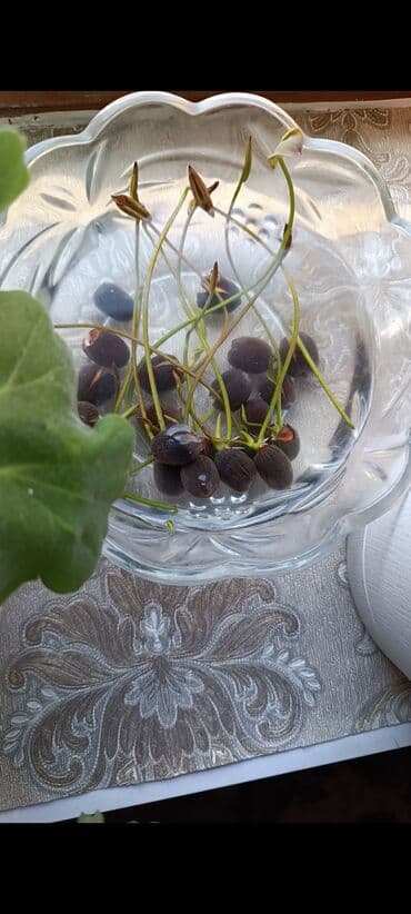 меняю с моей доплатой: Семена Лотоса. в наличии семена на последнем фото,таких пачек — 2