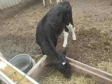 собака такса щенок: Продаю | Музоо, торпок | Полукровка | На откорм | Привязанные — 3