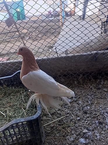 тикап пудель цена: Порода:капкан маладой самка не гоненый декоративный голубь, вероятно — 1