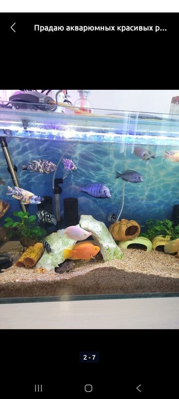 рыбы для аквариума: Прадаю акварюм ссылками можно без прадаю рыбак тоже оделна ест тумба — 2