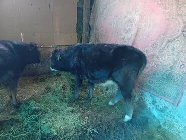 Аквариумы: Продаю | Бык (самец) | Швицкая | На откорм | Искусственник — 9