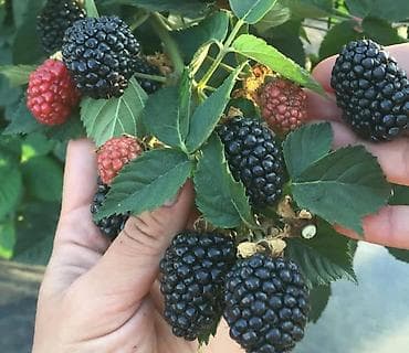 цветочный грунт: Саженцы ежевики (безшипные сорта, крупноплодные) саженцы ежевики сорт — 2