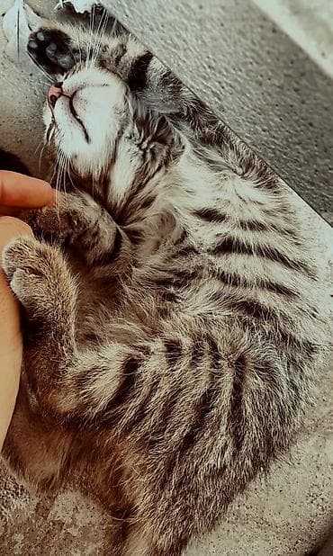 кошка крысолов: Кошка даром: Беспородная, Мальчик — 6