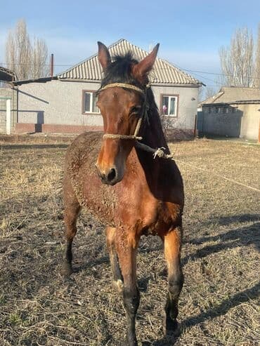 Proton: Продаю | Кобыла (самка) — 4