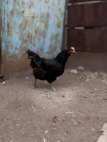 крупные собаки: Продаю | Куры | Домашняя | Несушки — 7