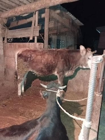 голова лошади: Продаю | Тёлка | Полукровка | Для разведения | Привязанные — 2