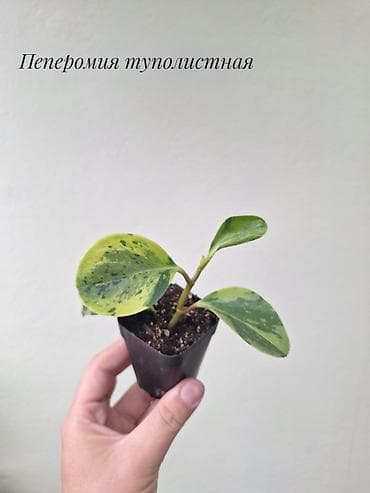 комнатные цветы даром: 🌿Комнатные растения по 100 сомов. 🔻 Локация-Рабочий городок — 10