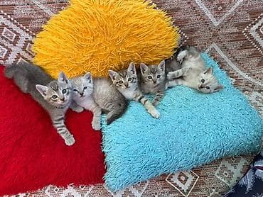 отдам котят в добрые руки бишкек: Отдаю котят в добрые руки 🤗 Мама на половину — 2