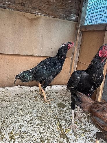 бодоно перепел: Продаю | Петух | Бойцовая | Для разведения, Для боев — 6