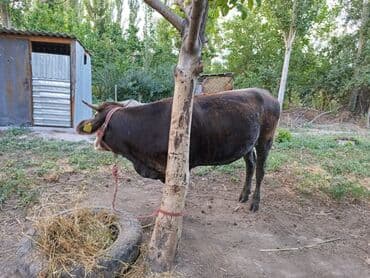 продаю музоо торпок корова самка бык самец айрширская ангус алатауская на забой для разведения на откорм племенные нетель привязанные: Сатам | Кунаажын, Уй (ургаачы) | Швиц, Голштин, Симментал | Бооз, Кунажын — 1