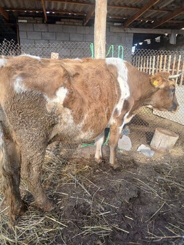лайка ит: Продаю | Корова (самка) | Алатауская, Симментальская | Для разведения, Для молока | Стельные — 3