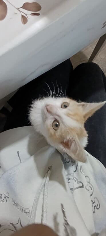 Услуги ветеринара: Срочно отдаю котят в добрые руки — 4