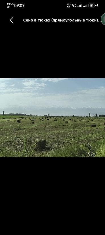 С/х животные и товары: Люцерна (беде) в тюках — прямоугольные тюки. Кормовая люцерна — 3