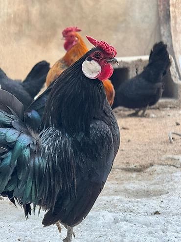 суповые куры: Продаю карликов черные петух кур — 1