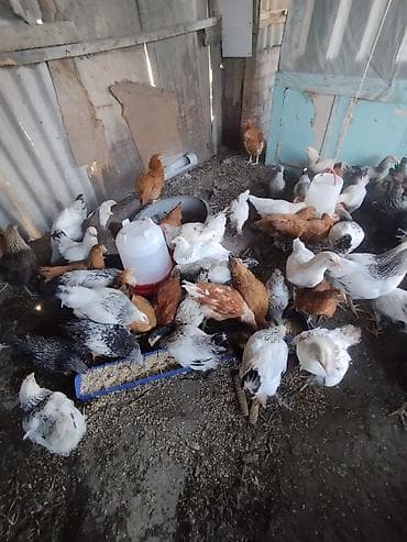 продать животных: Продаю | Куры | Несушки — 1
