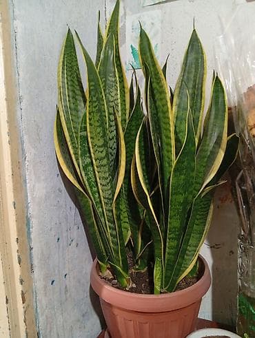 геран гул: Продаю тещин язык г. Токмок. Возраст больше 5 лет — 2