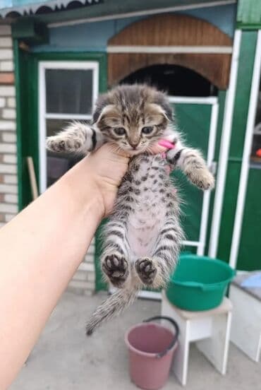 дома для кошек: Кошка даром: Беспородная, 2 месяца, Девочка — 4