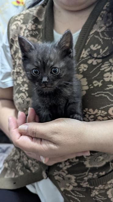 серые котики: Кошка даром: Скотиш Страйт (Шотландская прямоухая), 1 месяц, Мальчик — 3