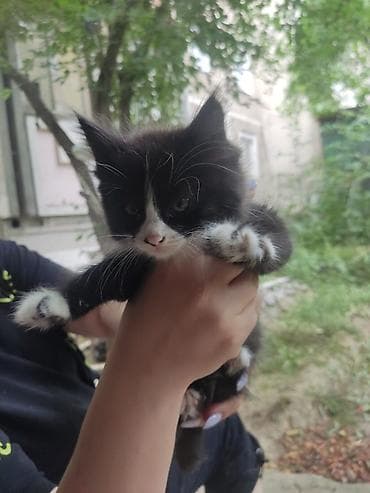 котята каракала в дар: Беспородная, 2 месяца, Мальчик, Черный, Приучена к лотку — 2