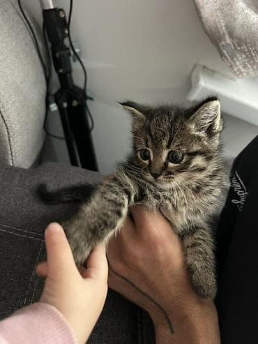 ежик живой: Котёнок-полосатик (домашняя короткошёрстная). Описание: - Окрас — 2