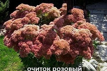 клематис: Садовые растения - кустарники ( вейгела пестролистная, рябинник — 1