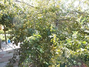 Коммерциялык мүлк: Дача, 33 м², 2 бөлмө, Менчик ээси, Эски ремонт — 3