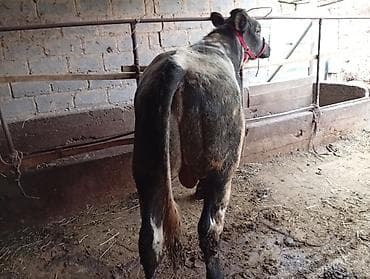 айгыр лошадь: Продаю | Бык (самец) | На откорм | Привязанные — 4