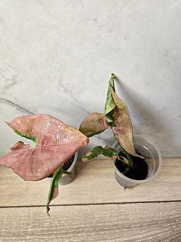 бегонию: Сциндапсусы,сансевиерии,сингониум Ред спот,сингиниум пинк бьюти — 4