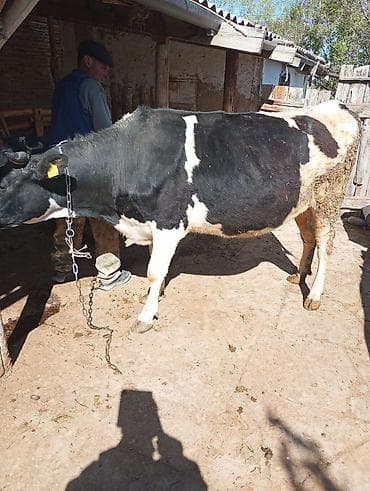 рыбы купить: Продаю | Корова (самка) | Голштин | Для молока | Привязанные — 1
