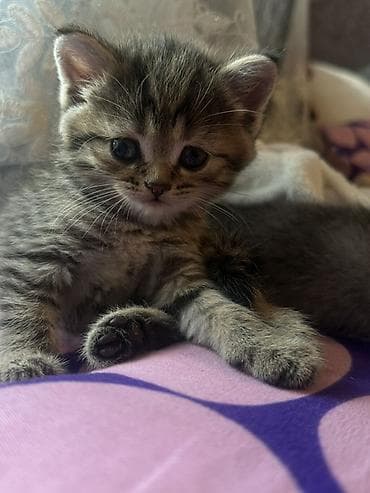 scottish fold: Котёнок тигровый табби - Порода/тип: короткошёрстный домашний — 8