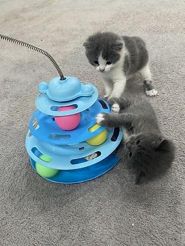 yeezy boost: Британские кошечки девочки им по 2 месяца игровые ласковые приучены к — 1