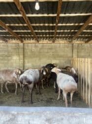 продаю связи с переездом: Продаю | Овца (самка) | Арашан | Для разведения | Матка — 5