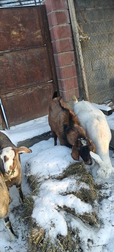 сколько стоит ротвейлер щенок: Продаю | Козёл (самец) | Полукровка | Для разведения | Племенные — 2