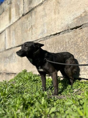стрижка собак на дому недорого: Ищем дом для молодой стерилизованной девочки. Привита. Привезём сами — 4