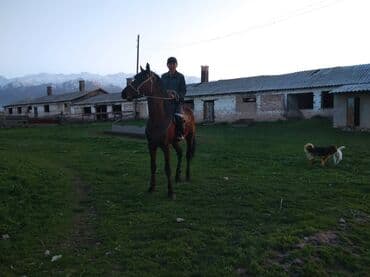 продаю породистых коров: Продаю | Конь (самец), Жеребец | Английская, Полукровка | Конный спорт, Для разведения, Рабочий | Племенные — 6