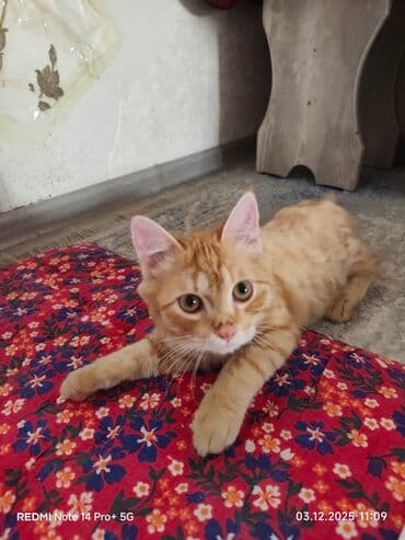 домашний кошка: Рыжий домашний котёнок с янтарными глазами и мягкой пушистой шерстью — 1