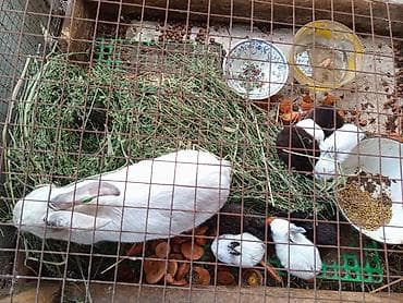 зоомагазин бишкек с животными: Продаю | Крольчиха (самка), Крольчата — 5